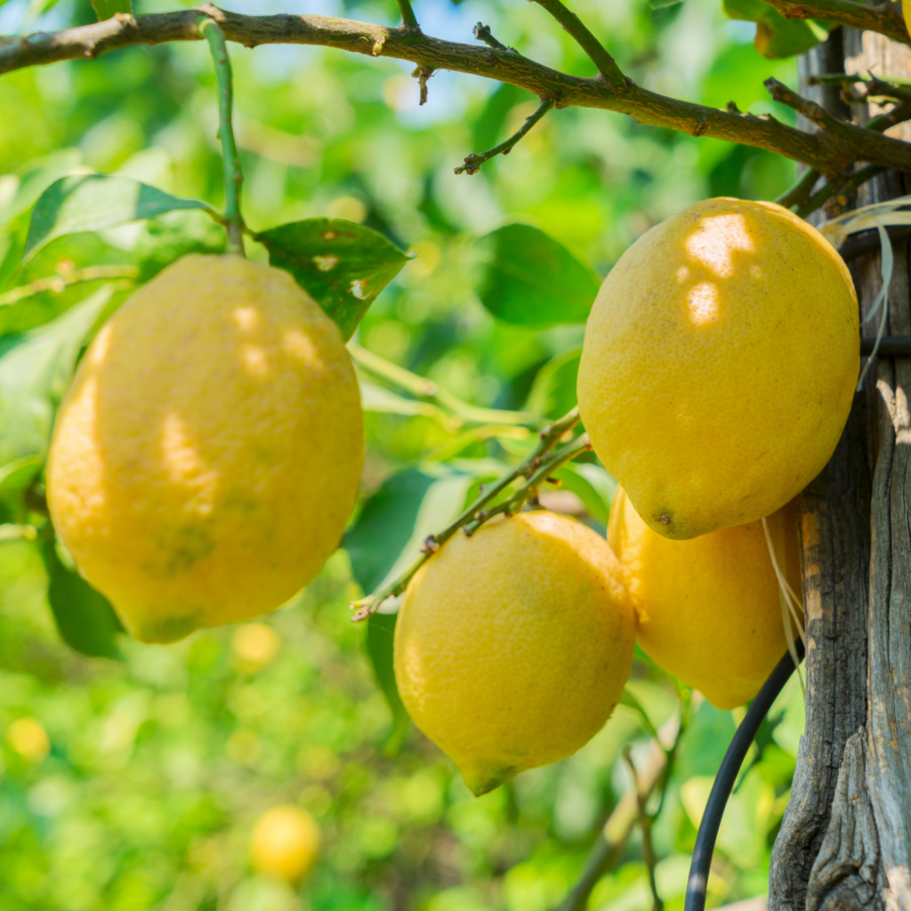Sagra del Limone 2025 Massa Lubrense